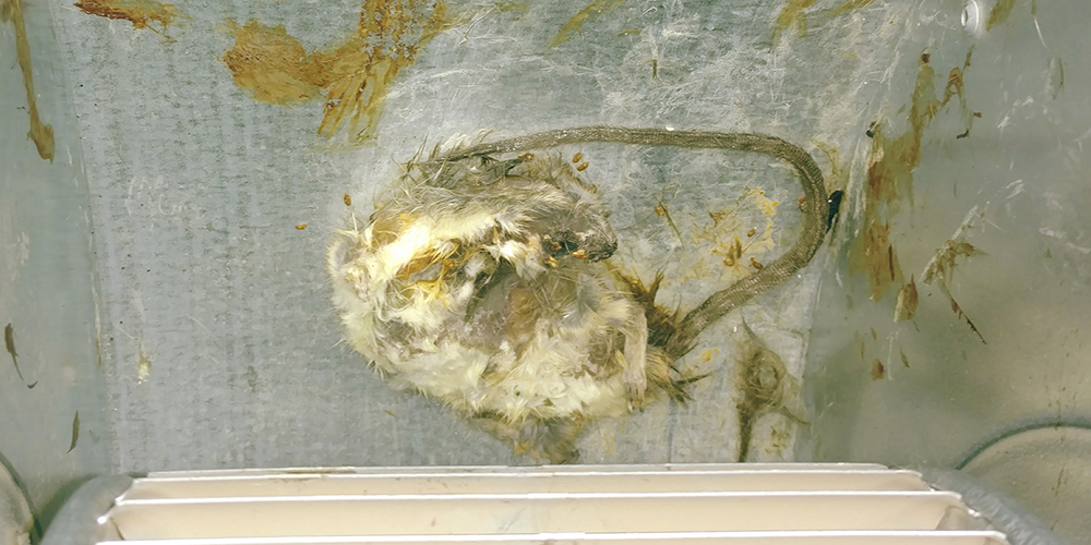 Dead Rodents Inside Ductwork