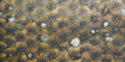 Indoor Mold & Asthma